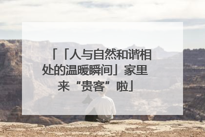 「人与自然和谐相处的温暖瞬间」家里来“贵客”啦