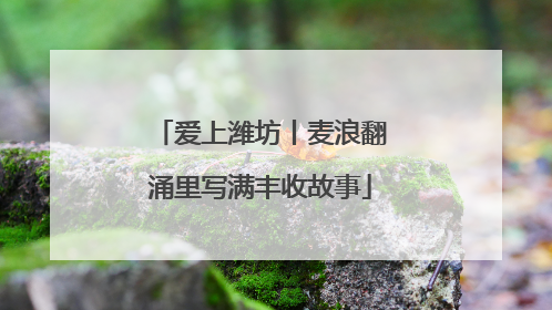 爱上潍坊丨麦浪翻涌里写满丰收故事
