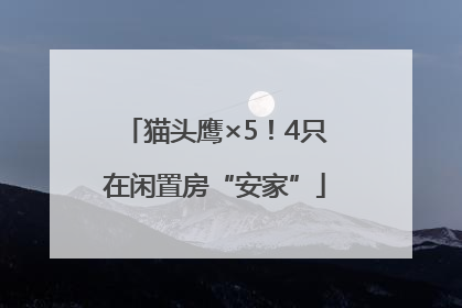 猫头鹰×5！4只在闲置房“安家”