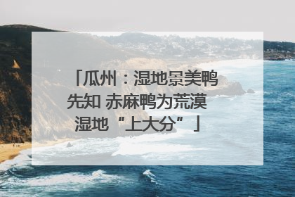 瓜州：湿地景美鸭先知 赤麻鸭为荒漠湿地“上大分”