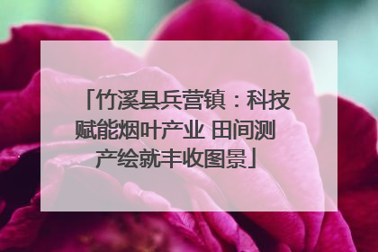 竹溪县兵营镇：科技赋能烟叶产业 田间测产绘就丰收图景