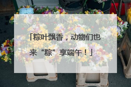 粽叶飘香，动物们也来“粽”享端午！