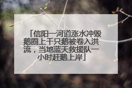 信阳一河道涨水冲毁鹅圈上千只鹅被卷入洪流，当地蓝天救援队一小时赶鹅上岸