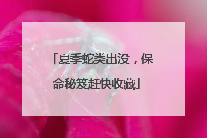 夏季蛇类出没，保命秘笈赶快收藏