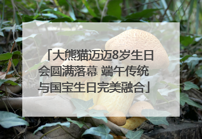 大熊猫迈迈8岁生日会圆满落幕 端午传统与国宝生日完美融合