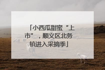 小西瓜甜蜜“上市”，顺义区北务镇进入采摘季