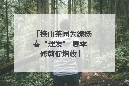 捺山茶园为绿杨春“理发” 夏季修剪促增收