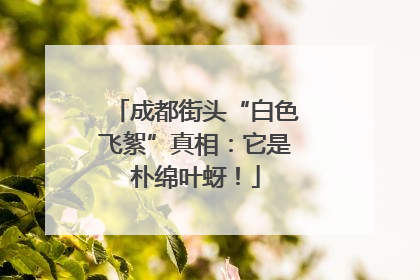 成都街头“白色飞絮”真相：它是朴绵叶蚜！