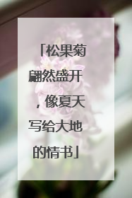 松果菊翩然盛开，像夏天写给大地的情书