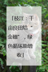 枝江：千亩良田结“金穗”，绿色循环助增收
