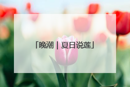 晚潮｜夏日说莲