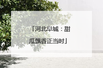 河北阜城：甜瓜飘香正当时