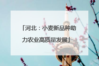 河北：小麦新品种助力农业高质量发展