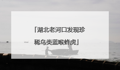 湖北老河口发现珍稀鸟类蓝喉蜂虎