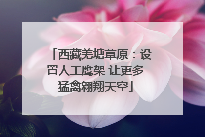 西藏羌塘草原：设置人工鹰架 让更多猛禽翱翔天空