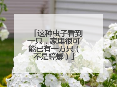 这种虫子看到一只，家里很可能已有一万只（不是蟑螂）