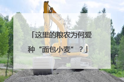 这里的粮农为何爱种“面包小麦”？