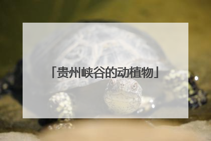 贵州峡谷的动植物