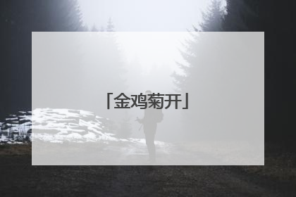 金鸡菊开