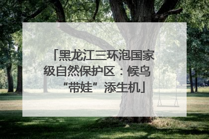 黑龙江三环泡国家级自然保护区：候鸟“带娃”添生机