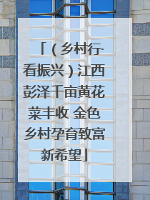 （乡村行·看振兴）江西彭泽千亩黄花菜丰收 金色乡村孕育致富新希望