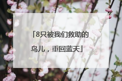 8只被我们救助的鸟儿，重回蓝天
